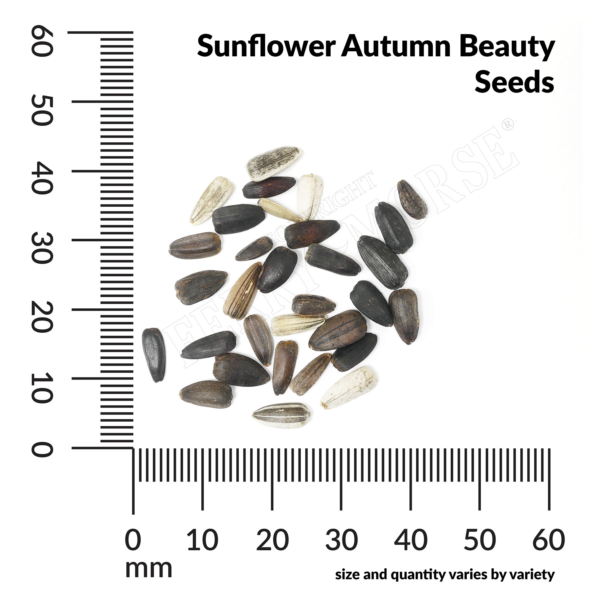 Sunflower autumn beauty mixed colors seed spill and measurements